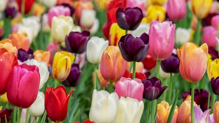 La primavera
