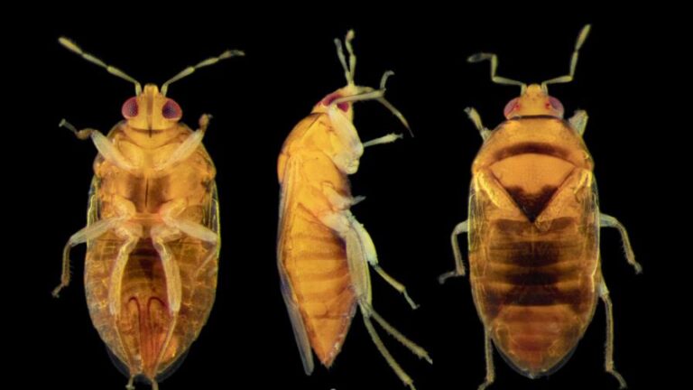 Especie Orius flaviceps