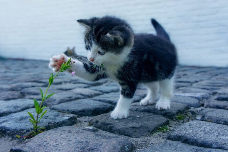 gatos