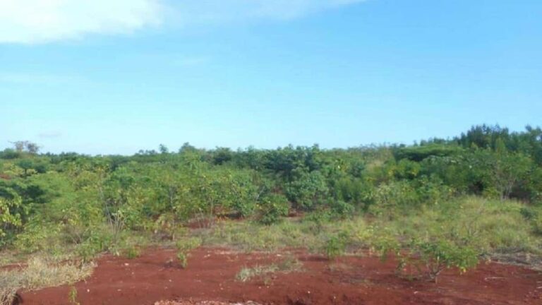 Sierra de Bahoruco: un tesoro de elementos de tierras raras en República Dominicana