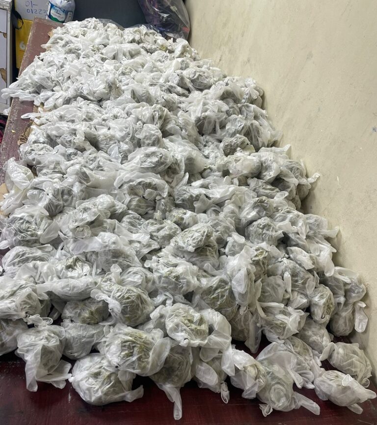 Puerto de Haina: DNCD se incauta 719 guantes quirúrgicos llenos de marihuana