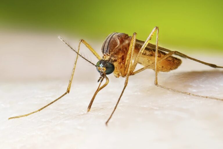Los casos del virus del Nilo Occidental suben en EEUU y generan alertas sanitarias
