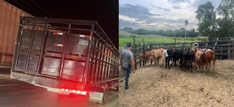 Recuperan 34 becerros sustraídos mediante estafa en Nagua